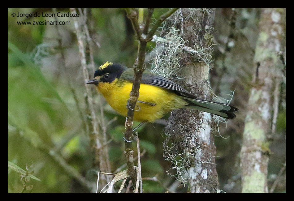 Yellow-crowned Redstart - ML629045601