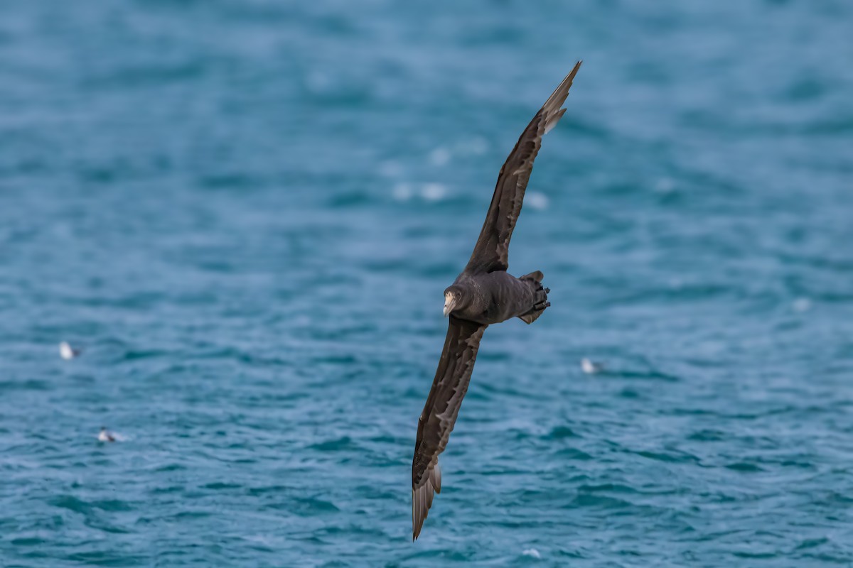 Southern Giant-Petrel - ML629045676