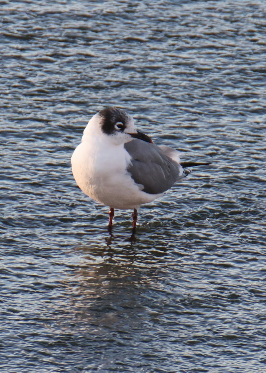 Gaviota Pipizcan - ML629045835