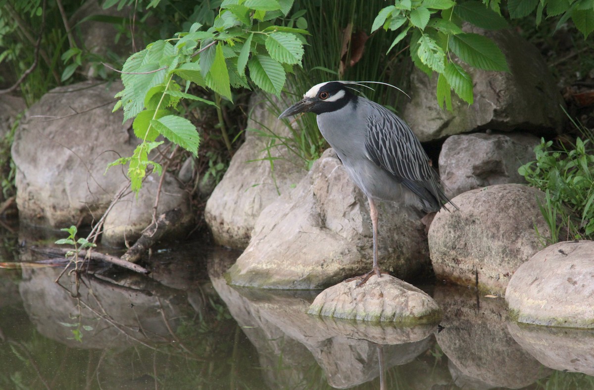 Yellow-crowned Night Heron - ML629045872