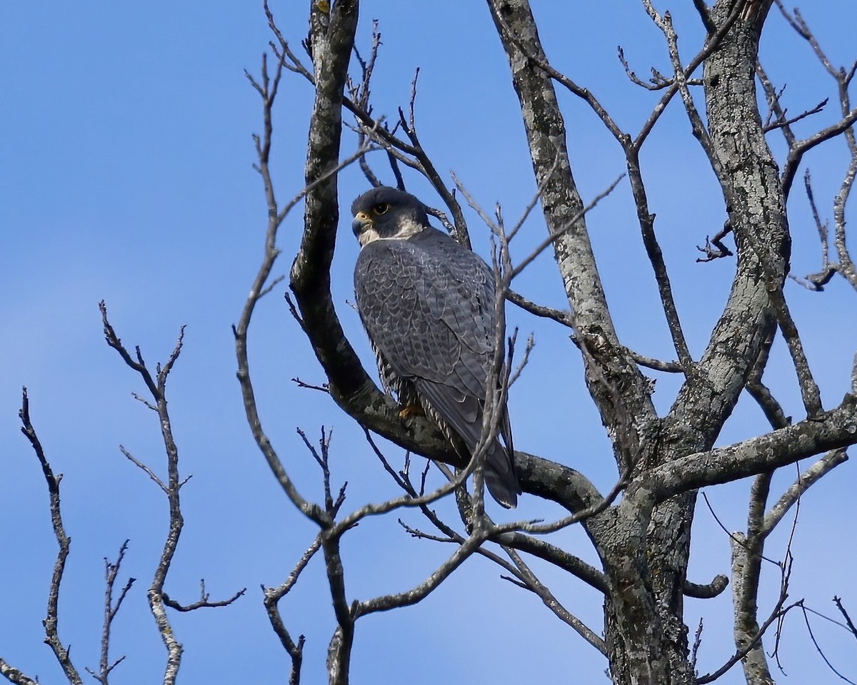 Peregrine Falcon - ML629046005