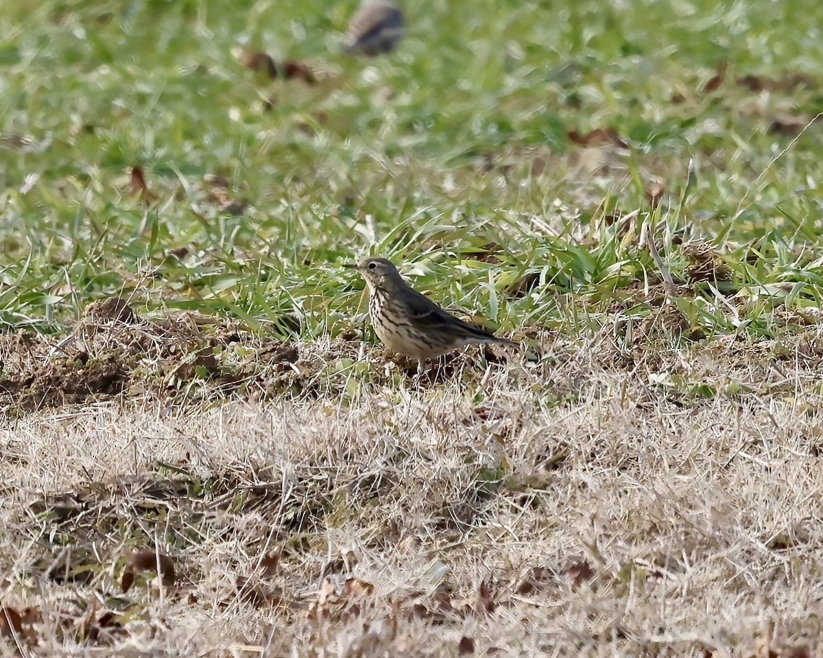 American Pipit - ML629046012