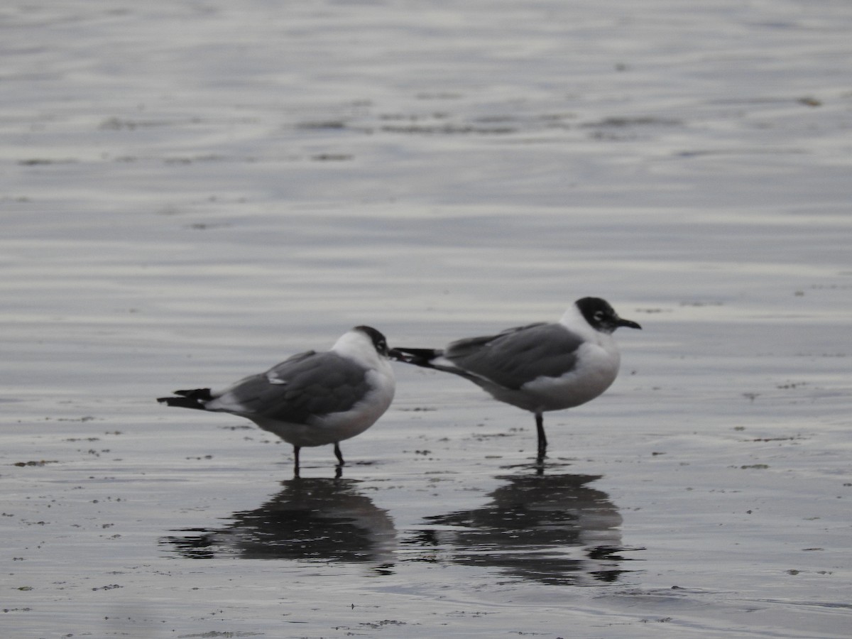 Franklin's Gull - ML629046044