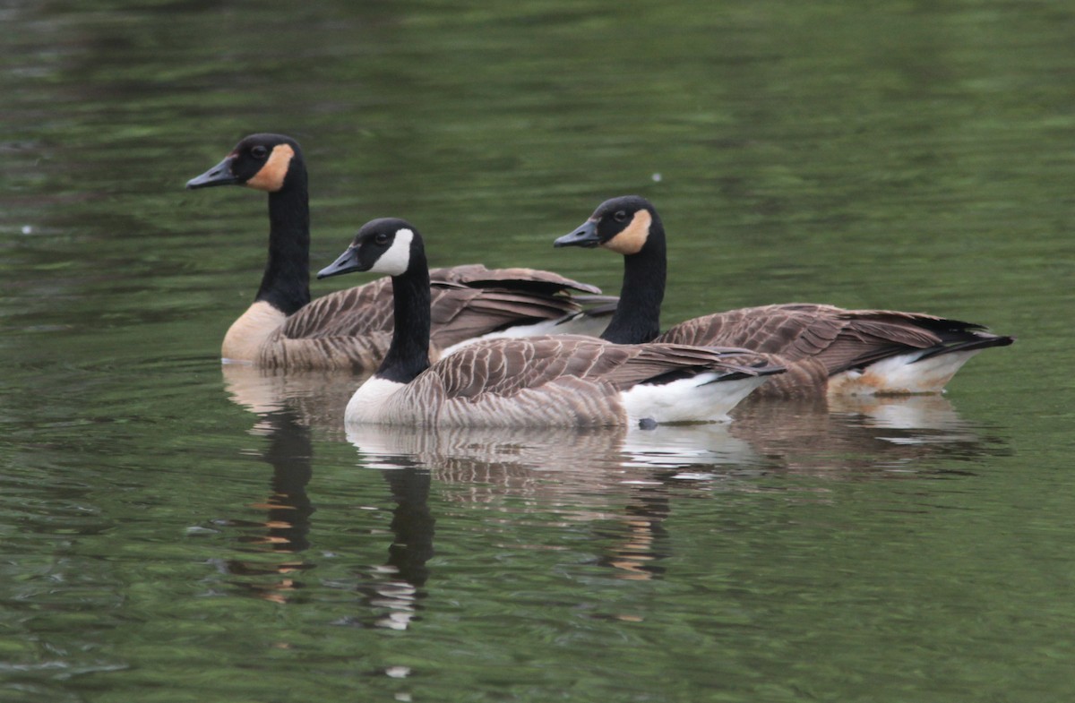 Canada Goose - ML629046079