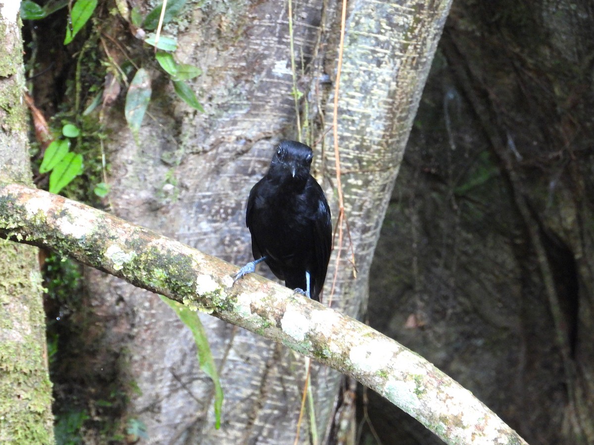 Cocha Antshrike - ML629046097