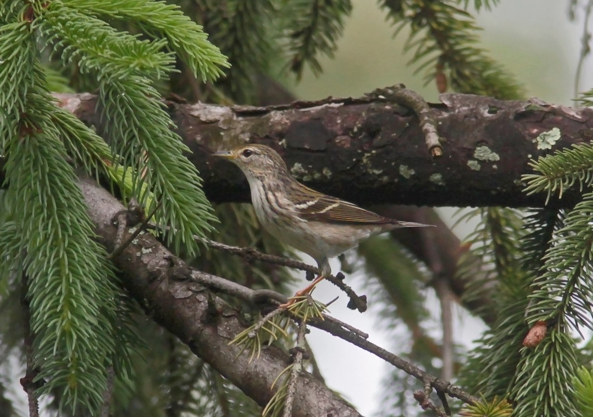Blackpoll Warbler - ML629046160