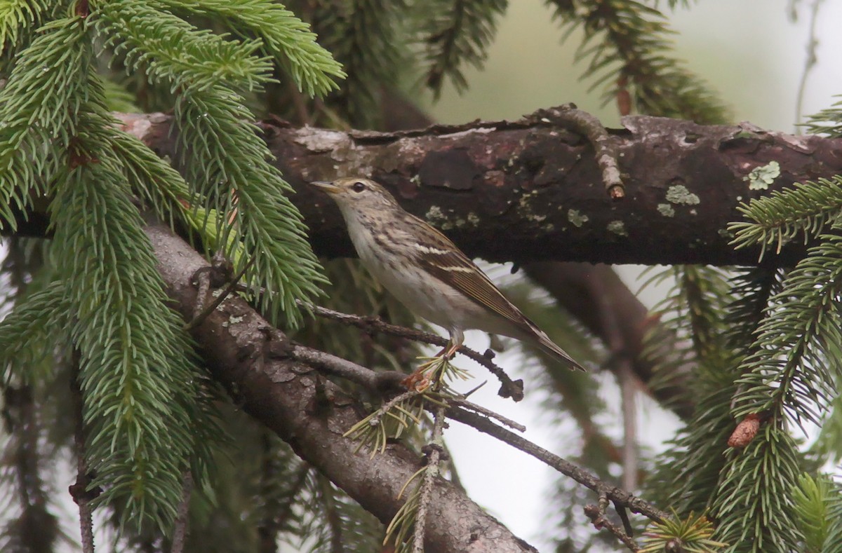 Blackpoll Warbler - ML629046161