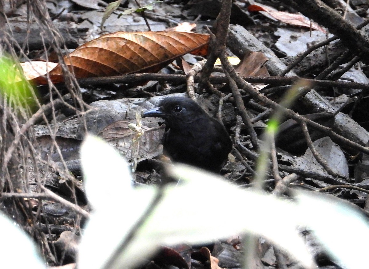 Cocha Antshrike - ML629046184