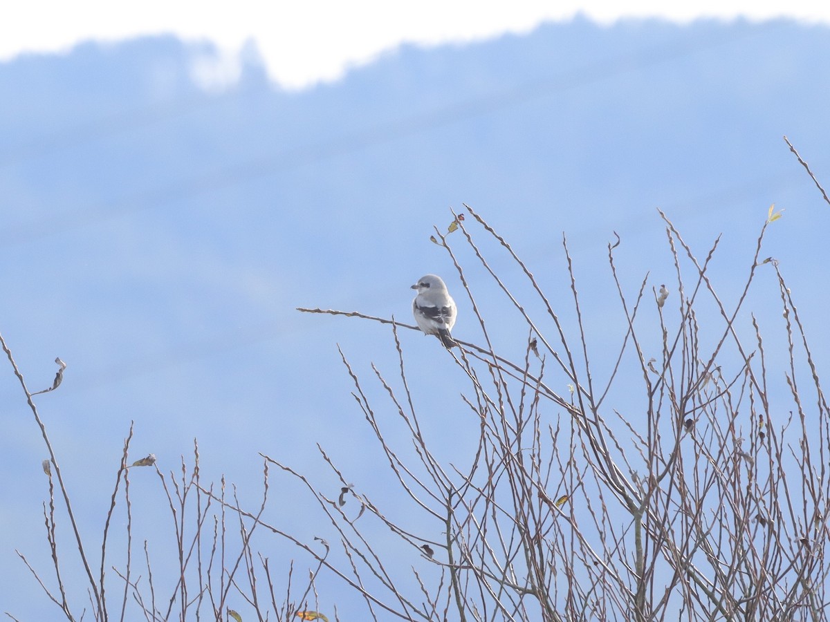 Northern Shrike - ML629046265