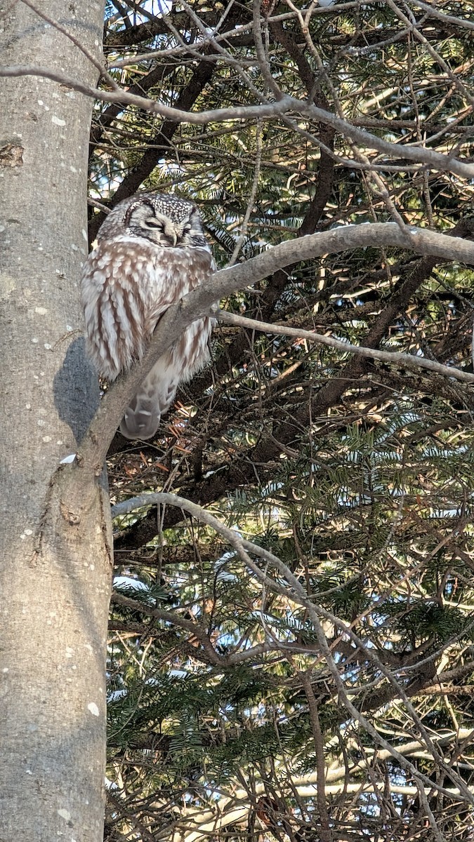 Boreal Owl - ML629046339