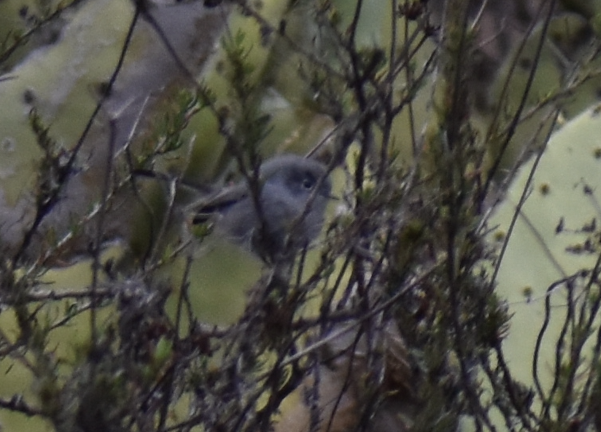 California Gnatcatcher - ML629046349