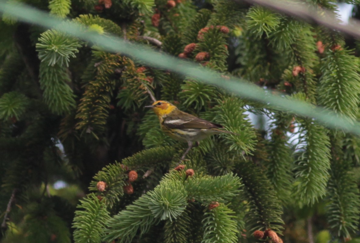 Cape May Warbler - ML629046419