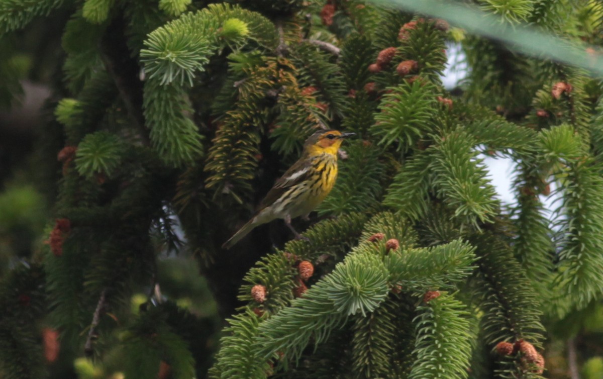 Cape May Warbler - ML629046421