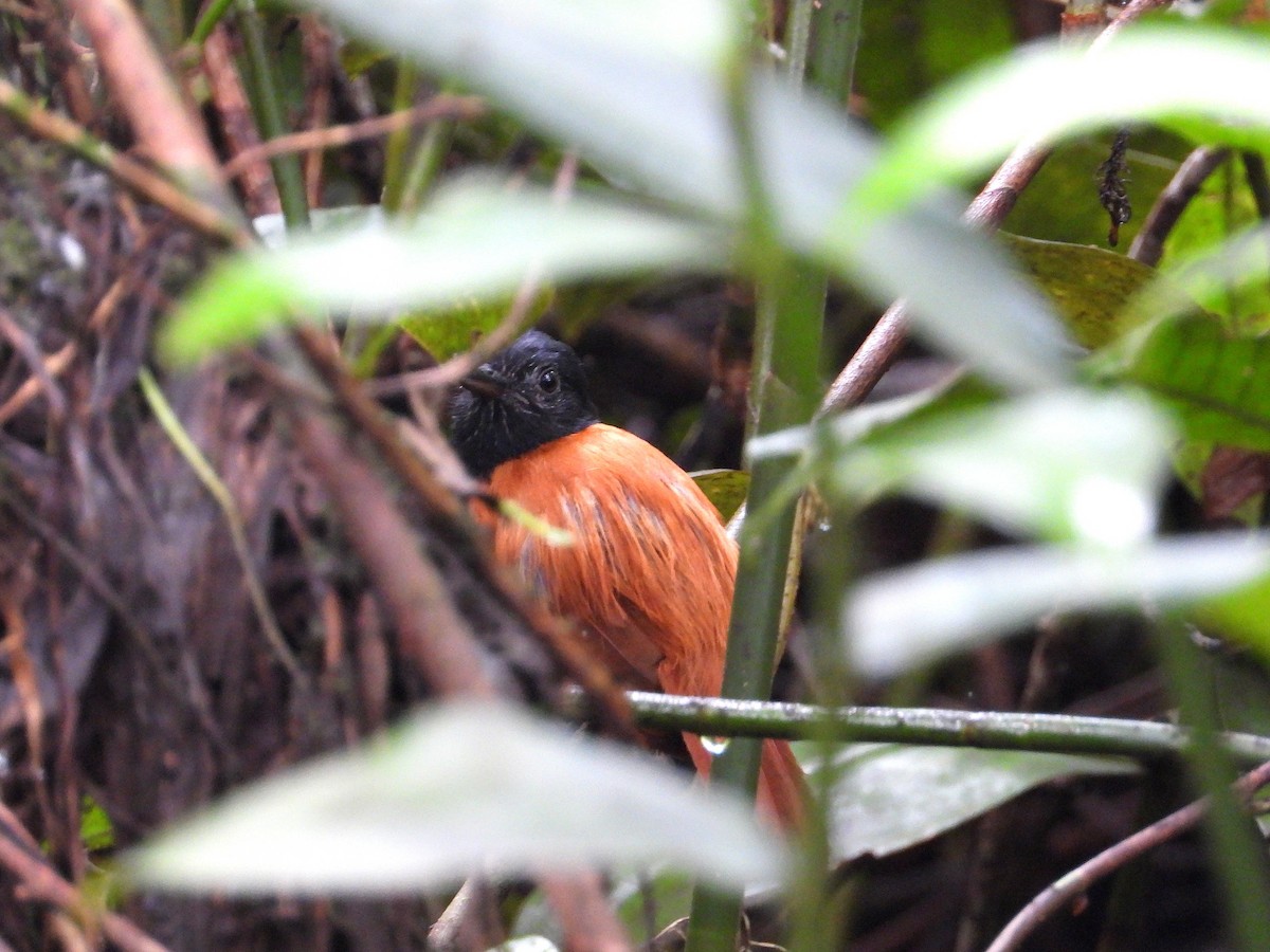 Cocha Antshrike - ML629046443