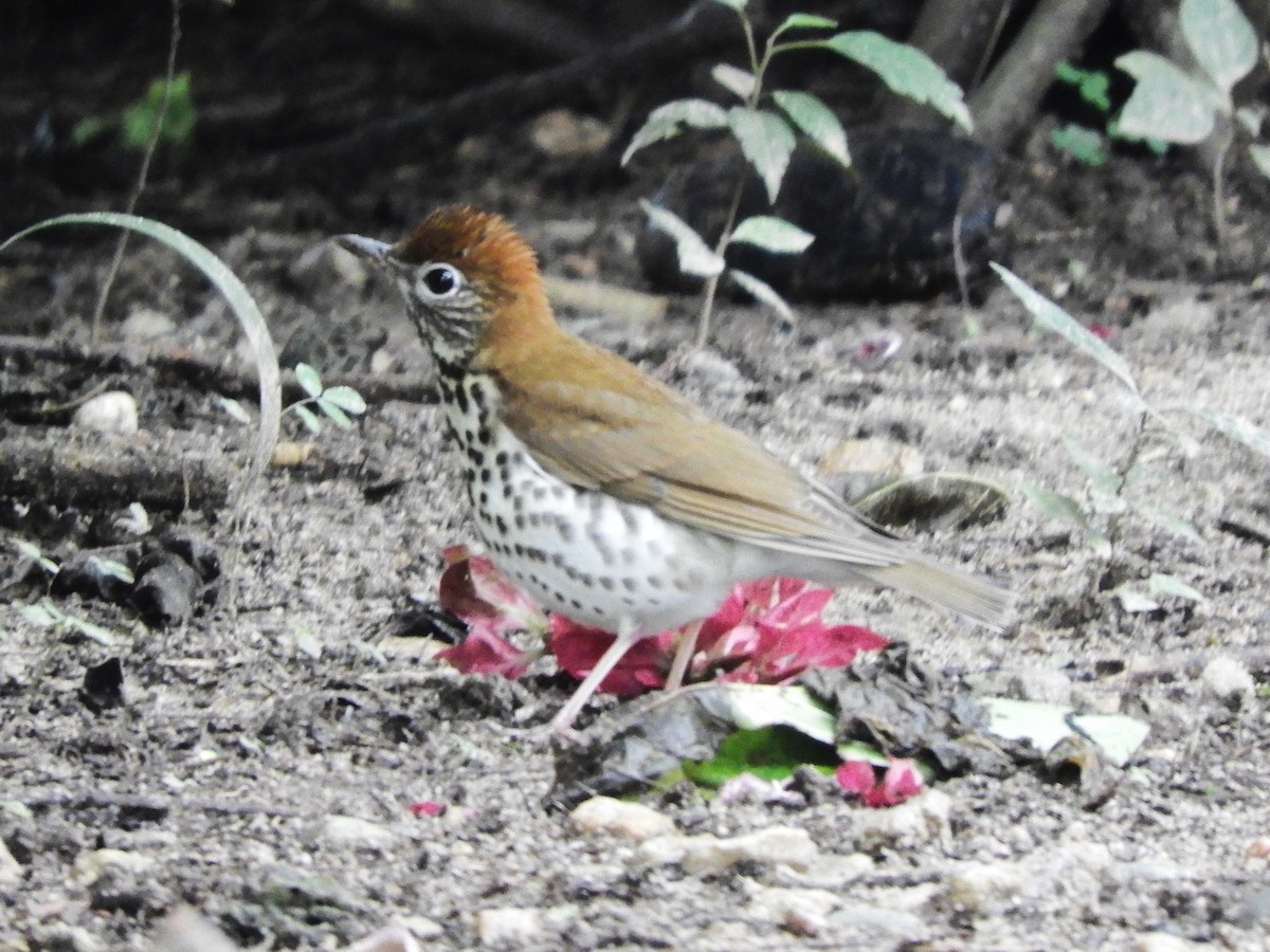 Wood Thrush - ML629046484