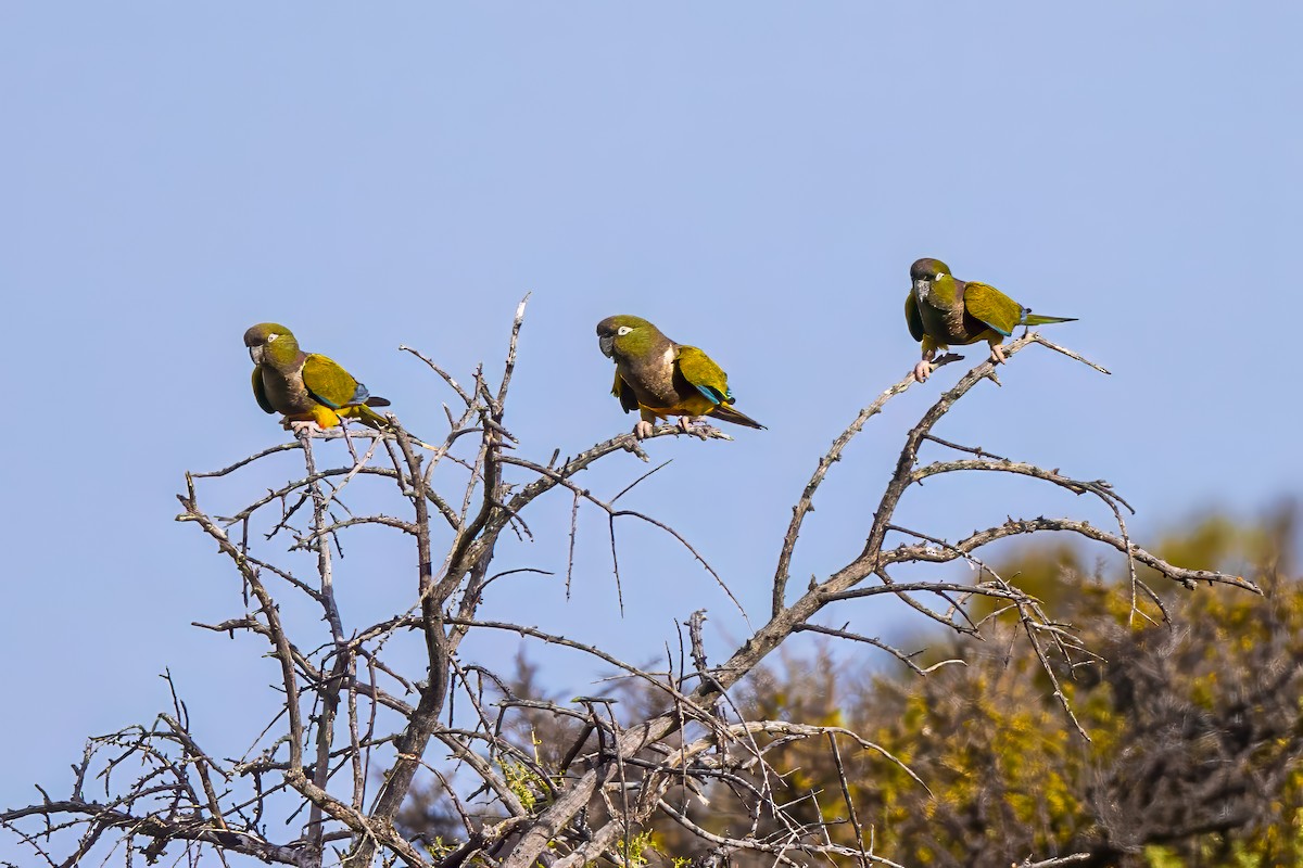 Burrowing Parakeet - ML629046523