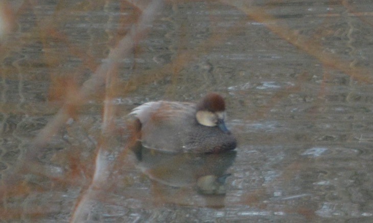 Hybride Canard chipeau x C. colvert - ML629046549