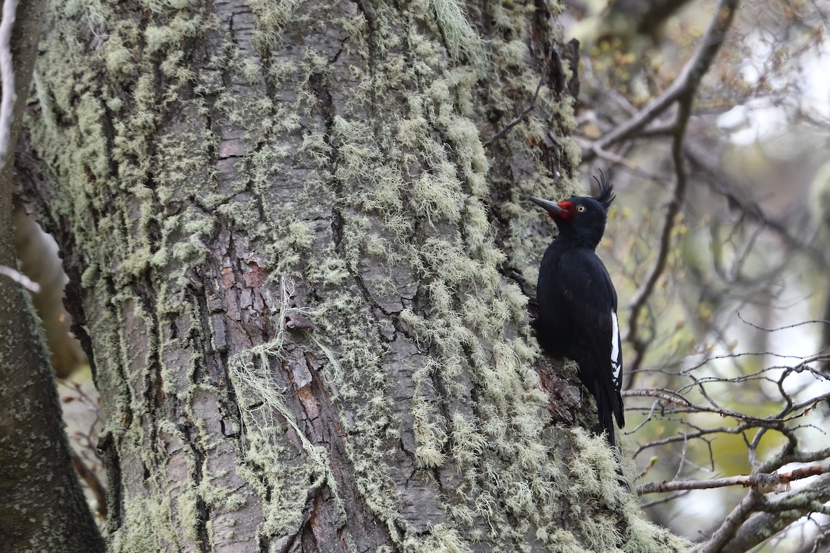 Magellanic Woodpecker - ML629046584