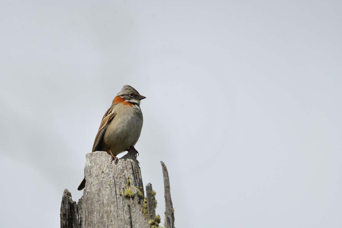 Rufous-collared Sparrow - ML629046586