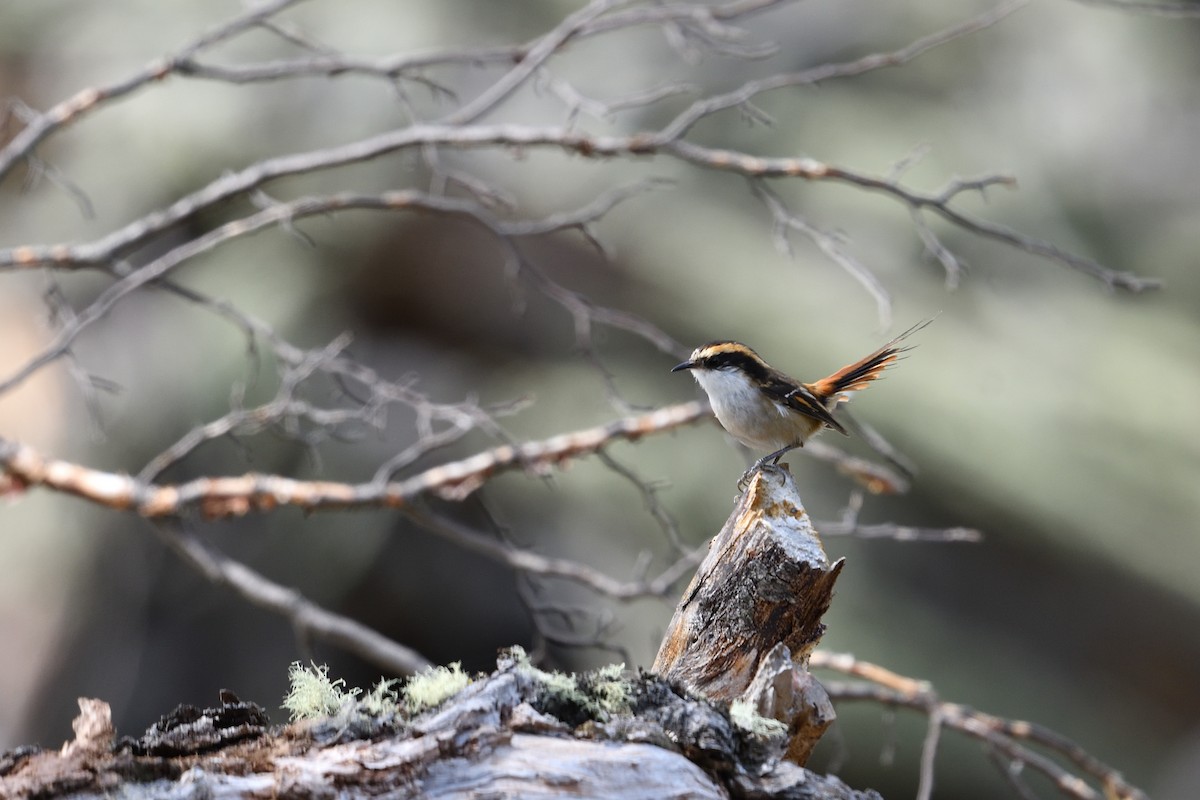 Thorn-tailed Rayadito - ML629046589