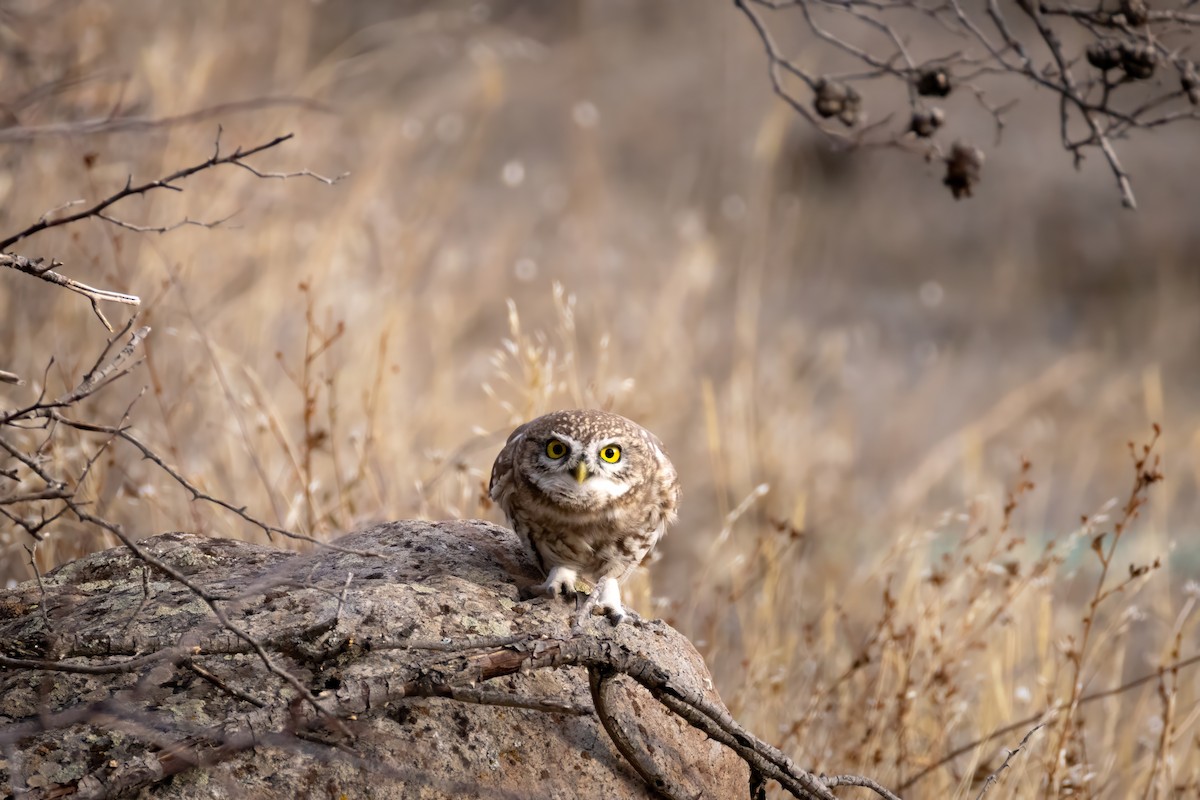 sýček obecný - ML629046638