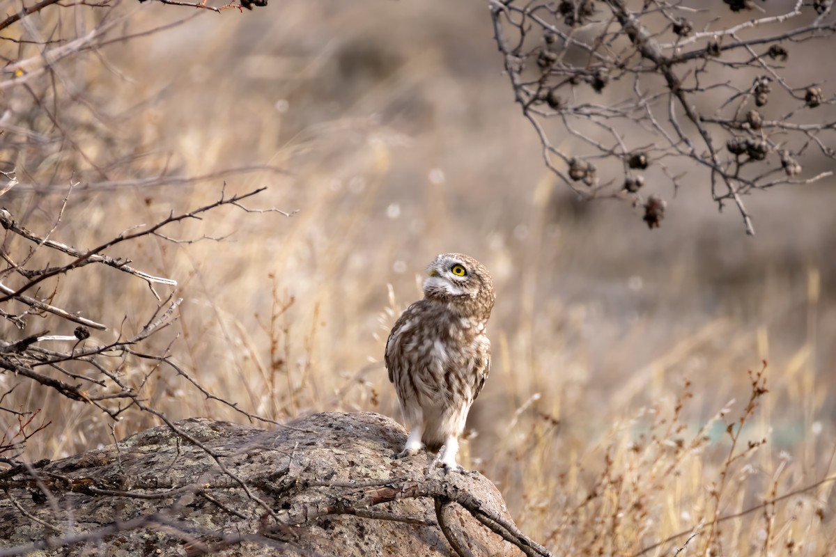 sýček obecný - ML629046640