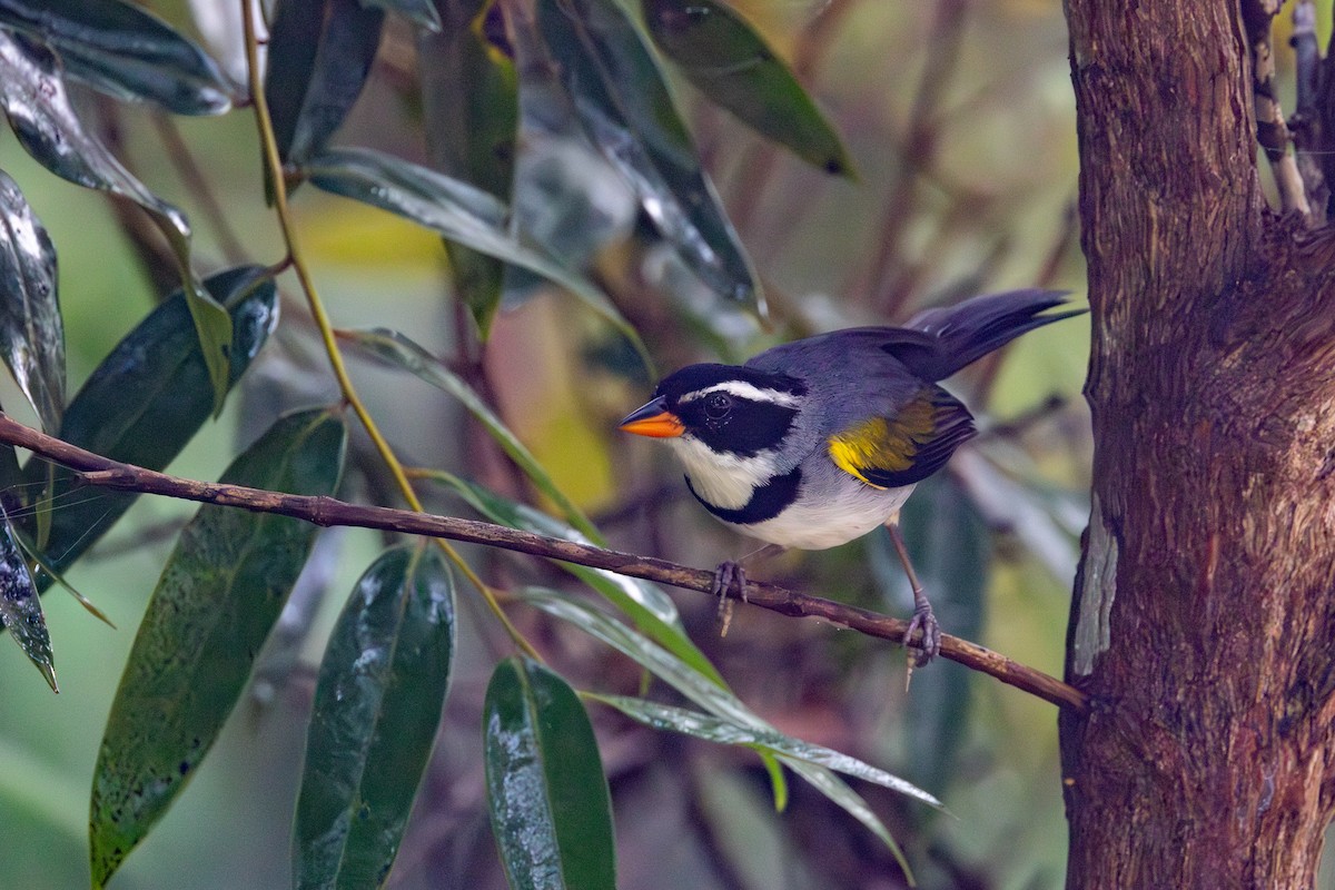 Saffron-billed Sparrow (Gray-backed) - ML629046643