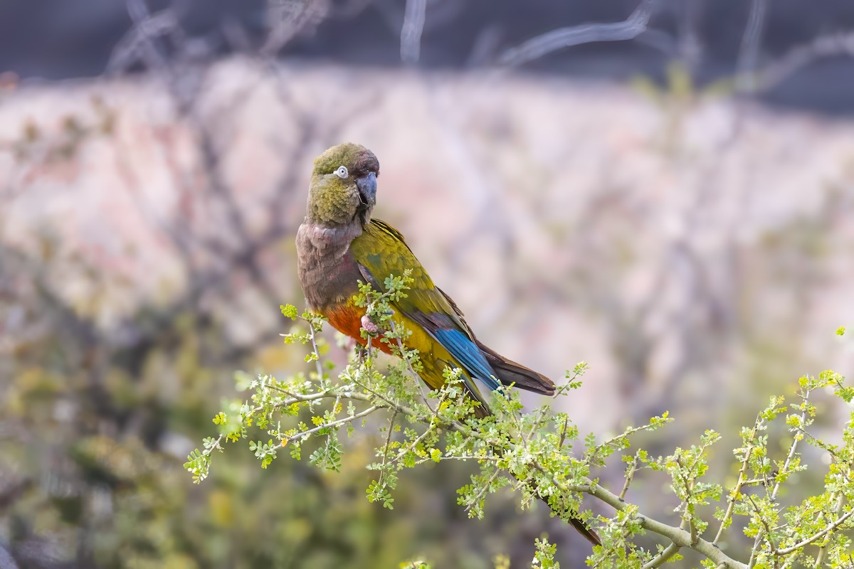 Burrowing Parakeet - ML629046719