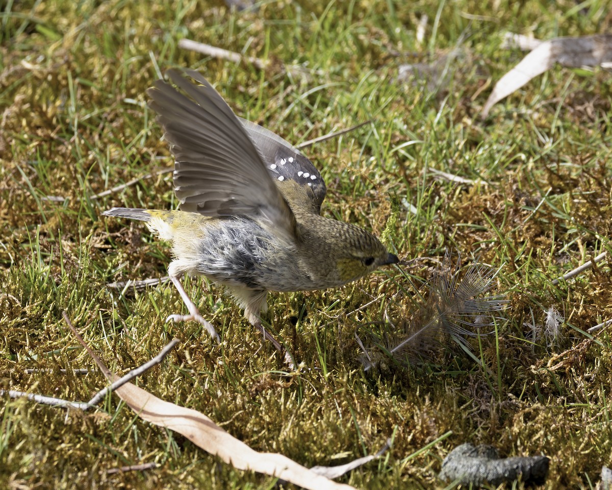 Forty-spotted Pardalote - ML629046778