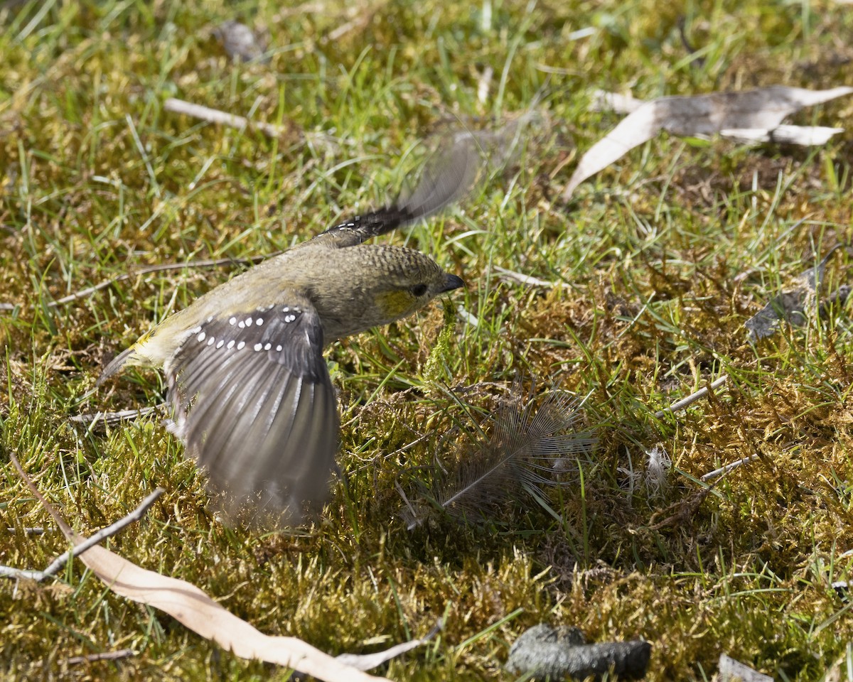 Forty-spotted Pardalote - ML629046790