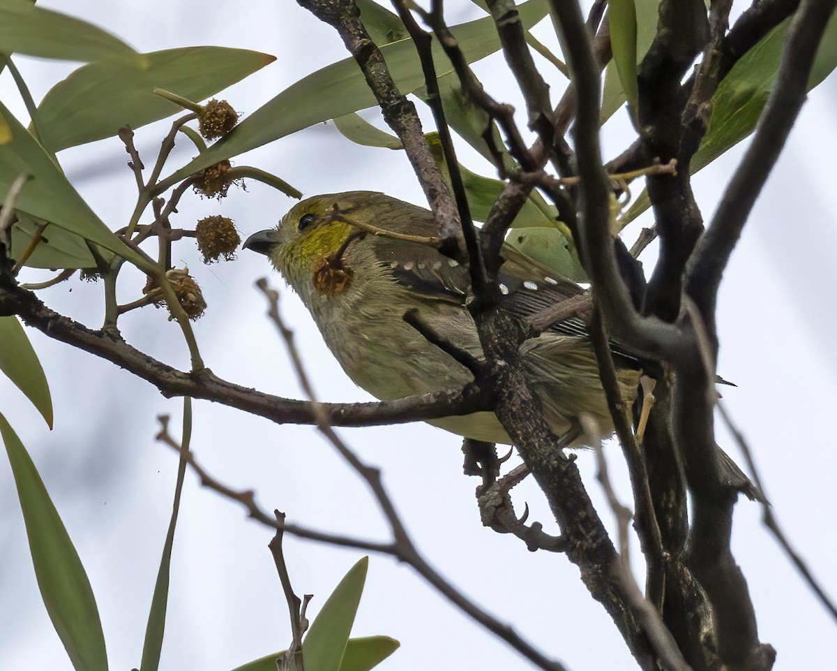 Forty-spotted Pardalote - ML629046798