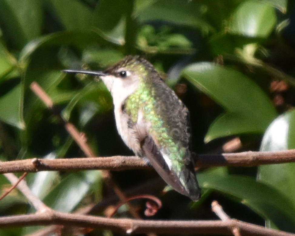 Colibrí Gorjirrubí - ML629046870