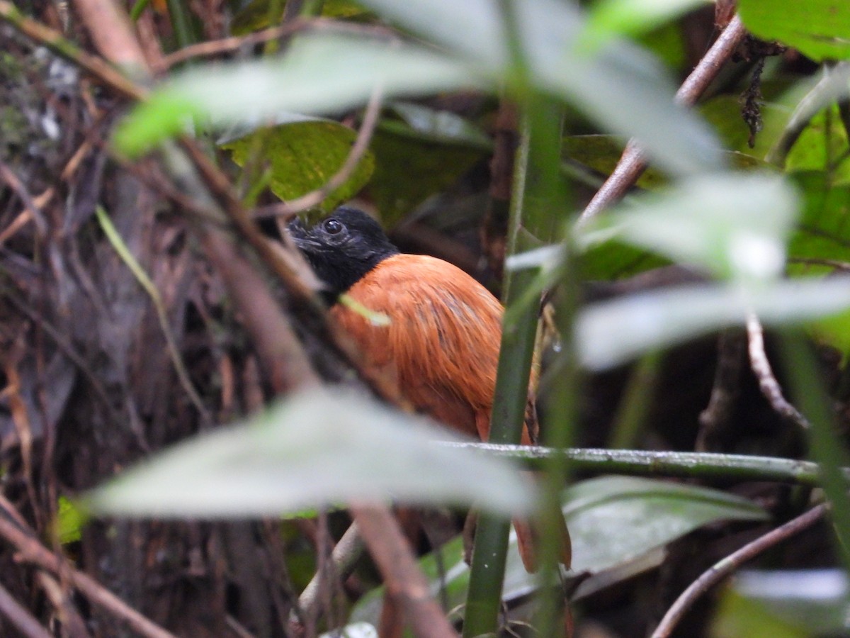 Cocha Antshrike - ML629046878