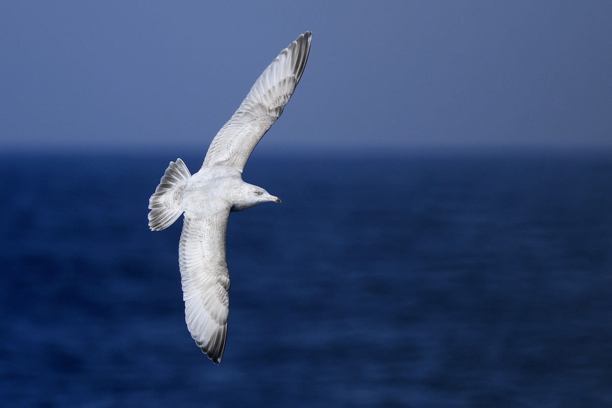 American Herring x Glaucous Gull (hybrid) - ML629046940