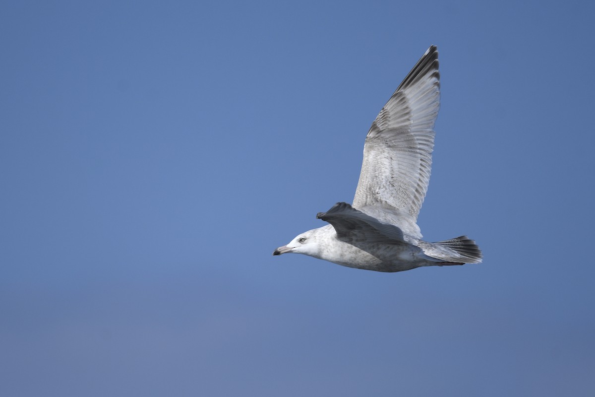 American Herring x Glaucous Gull (hybrid) - ML629046941