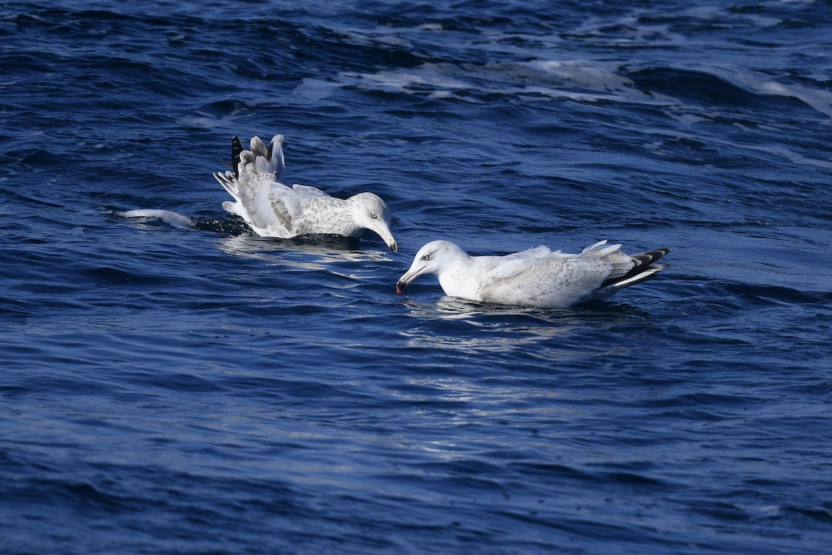 American Herring x Glaucous Gull (hybrid) - ML629046942
