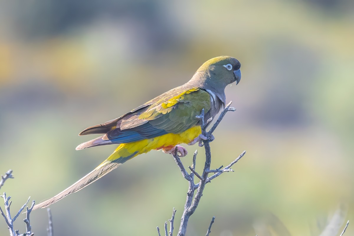 Burrowing Parakeet - ML629047035