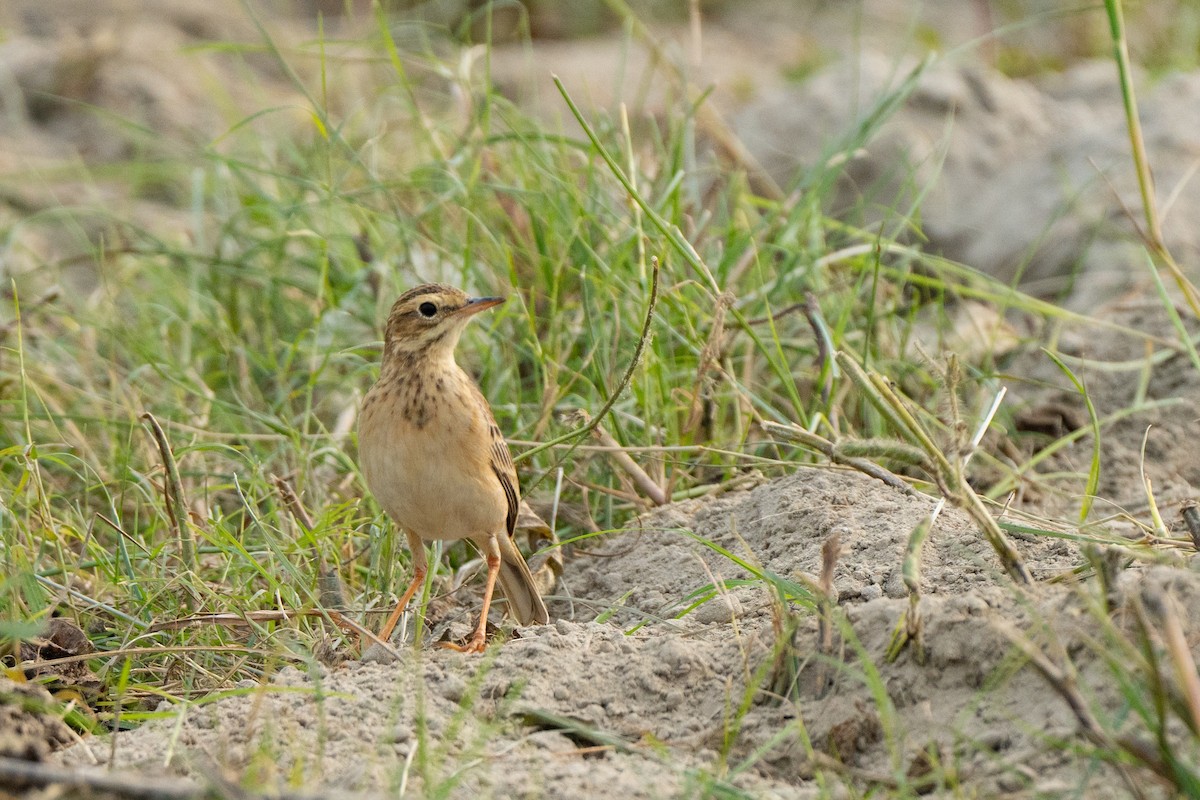 Richard's Pipit - ML629047247