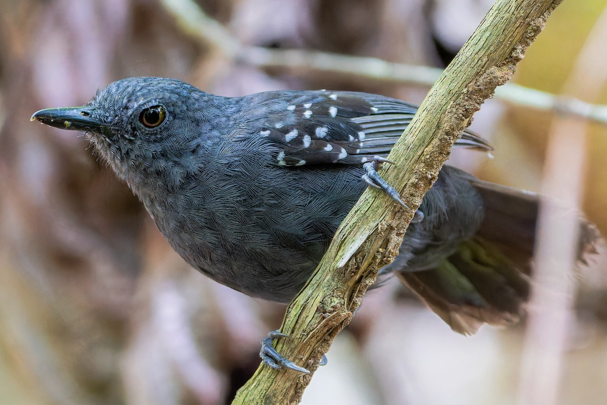 Caura Antbird - ML629047350