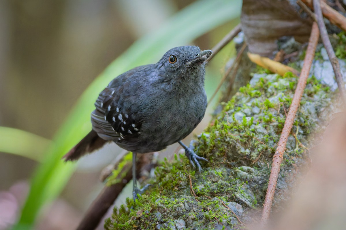 Caura Antbird - ML629047351