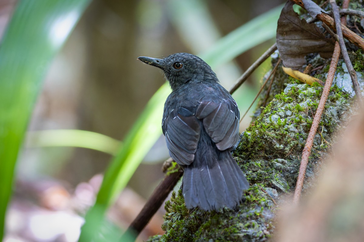 Caura Antbird - ML629047352