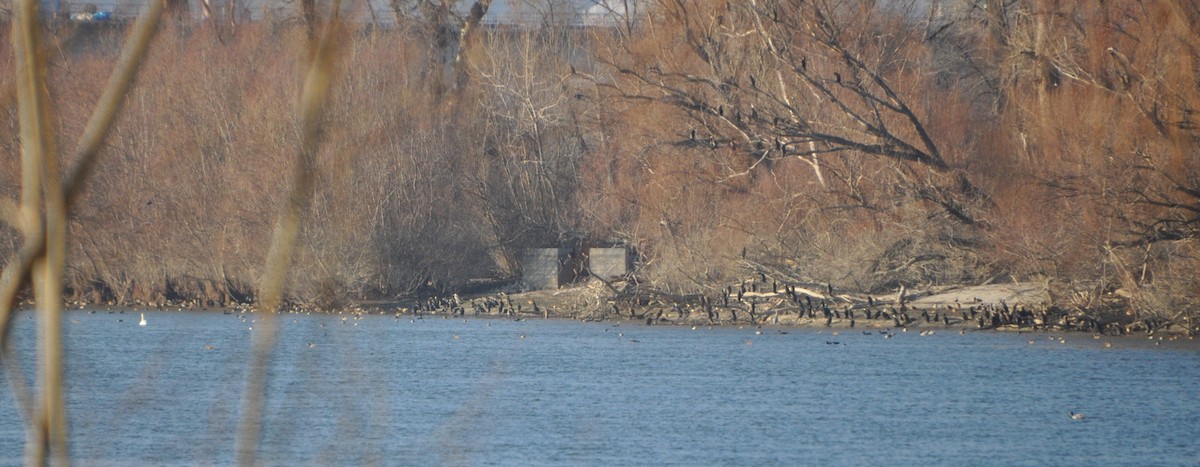 Great Cormorant - ML629047660