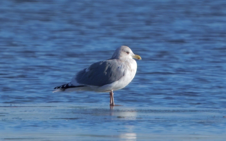 Gaviota Groenlandesa (thayeri) - ML629047691