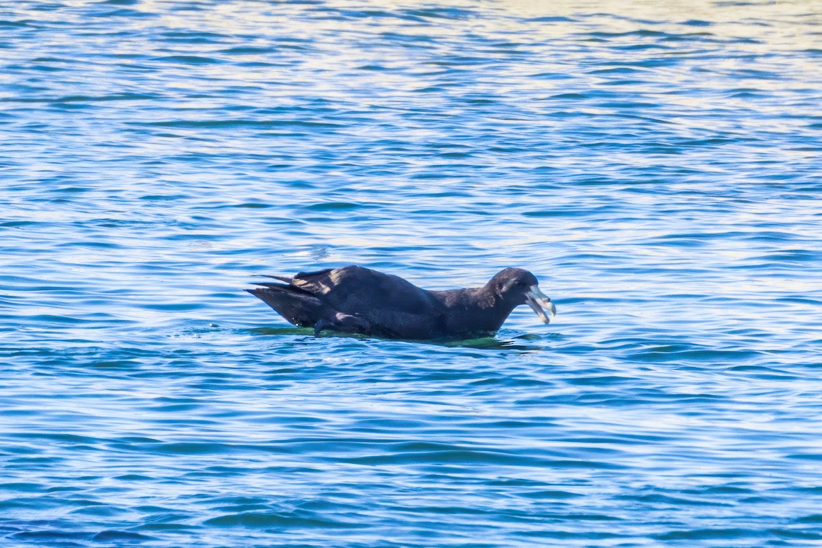 Southern Giant-Petrel - ML629047740