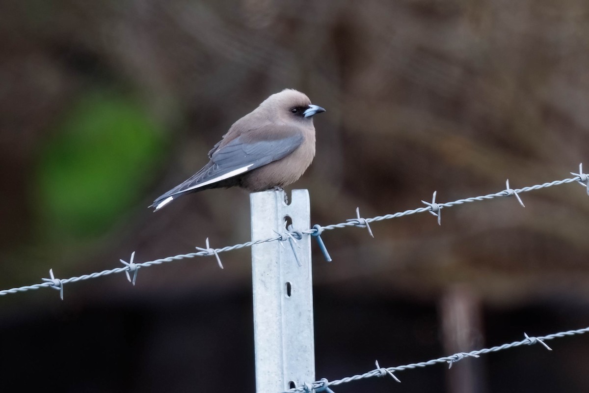 Dusky Woodswallow - ML629047818