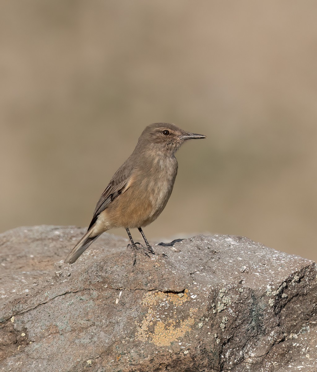 Black-billed Shrike-Tyrant - ML629047851