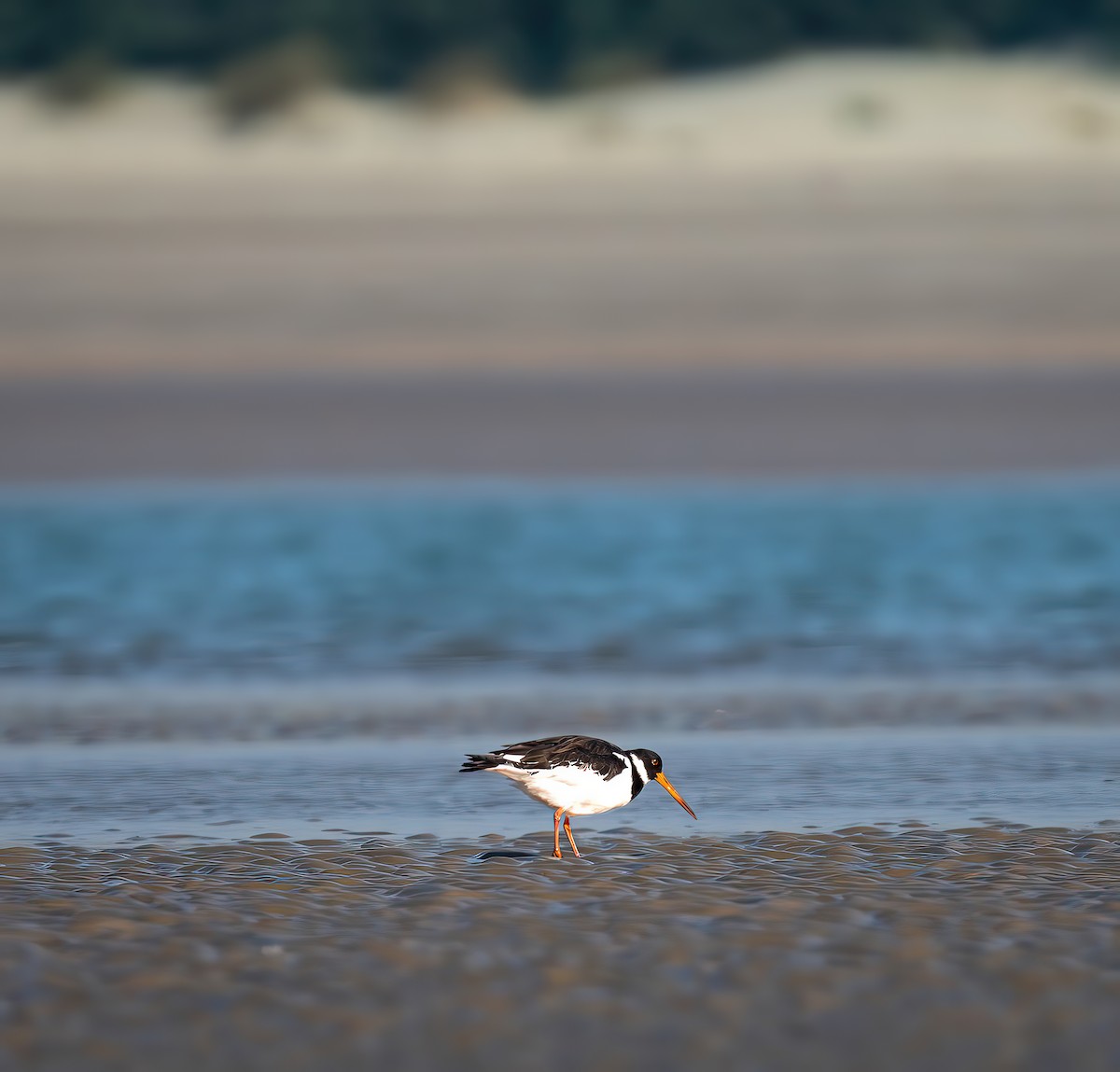 Eurasian Oystercatcher - ML629047917