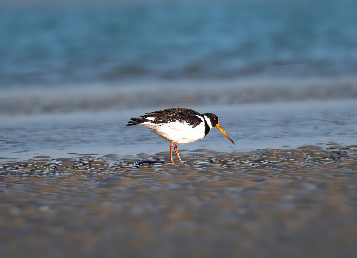 Eurasian Oystercatcher - ML629047949