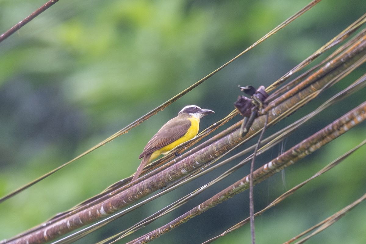 Boat-billed Flycatcher - ML629047979