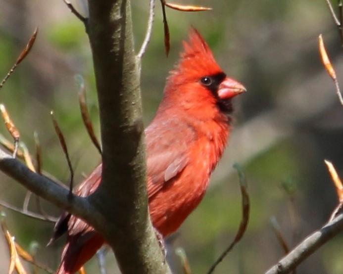 Northern Cardinal - ML629048062